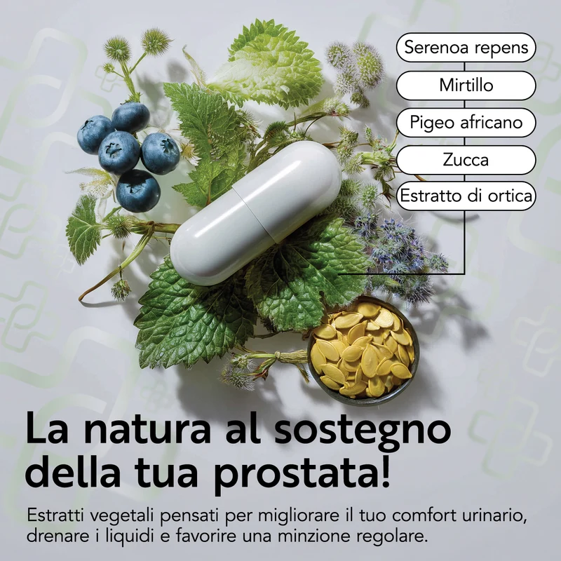 Prostata